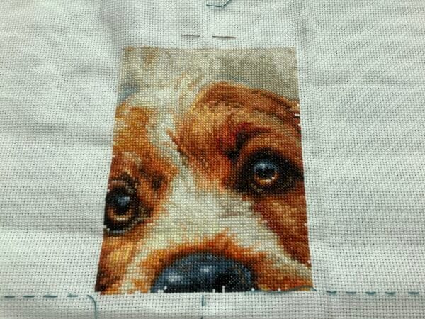 Nieuw project: cocker spaniel